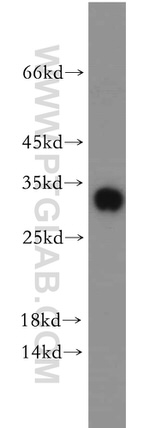 SPIN1 Antibody in Western Blot (WB)