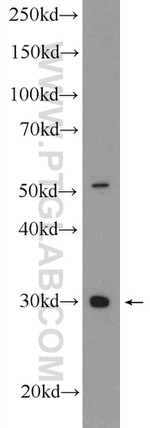 SPIN1 Antibody in Western Blot (WB)