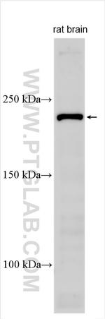 CACNA1I Antibody in Western Blot (WB)