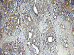 CAPG Antibody in Immunohistochemistry (Paraffin) (IHC (P))