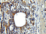 CAPG Antibody in Immunohistochemistry (Paraffin) (IHC (P))