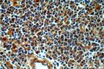 CAPG Antibody in Immunohistochemistry (Paraffin) (IHC (P))