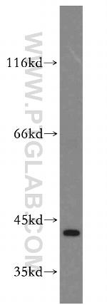 CAPG Antibody in Western Blot (WB)
