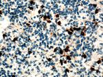 Cxcr2 Antibody in Immunohistochemistry (Paraffin) (IHC (P))