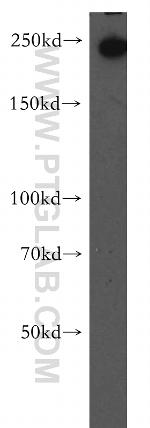 Myoferlin Antibody in Western Blot (WB)