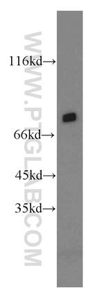 PROX1 Antibody in Western Blot (WB)