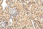 RGC32 Antibody in Immunohistochemistry (Paraffin) (IHC (P))