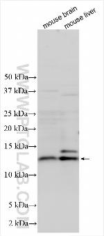 RGC32 Antibody in Western Blot (WB)