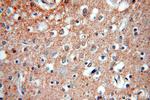 KCC2/SLC12A5 Antibody in Immunohistochemistry (Paraffin) (IHC (P))