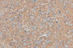 KCC2/SLC12A5 Antibody in Immunohistochemistry (Paraffin) (IHC (P))