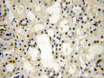 NAB2 Antibody in Immunohistochemistry (Paraffin) (IHC (P))