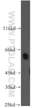NAB2 Antibody in Western Blot (WB)