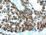 HYAL3 Antibody in Immunohistochemistry (Paraffin) (IHC (P))