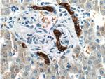 GCK Antibody in Immunohistochemistry (Paraffin) (IHC (P))