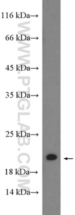 RHOG Antibody in Western Blot (WB)