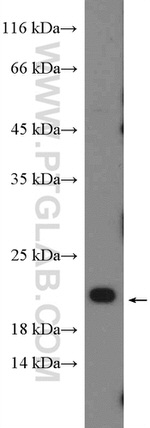 RHOG Antibody in Western Blot (WB)