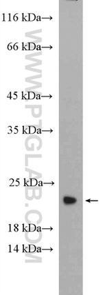 RHOG Antibody in Western Blot (WB)