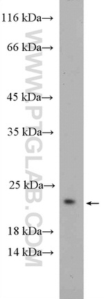 RHOG Antibody in Western Blot (WB)
