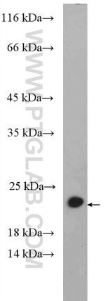 RHOG Antibody in Western Blot (WB)