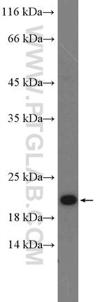 RHOG Antibody in Western Blot (WB)