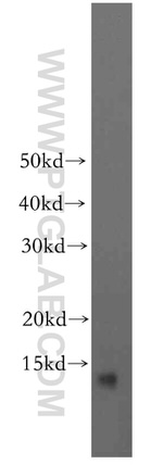 BLOC1S1 Antibody in Western Blot (WB)