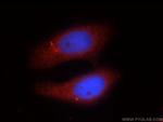 EIF2C1 Antibody in Immunocytochemistry (ICC/IF)