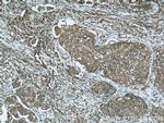EIF2C1 Antibody in Immunohistochemistry (Paraffin) (IHC (P))
