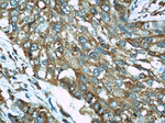 EIF2C1 Antibody in Immunohistochemistry (Paraffin) (IHC (P))