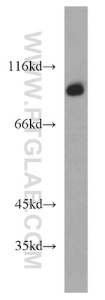 EIF2C1 Antibody in Western Blot (WB)