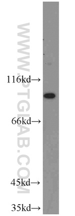 EIF2C1 Antibody in Western Blot (WB)