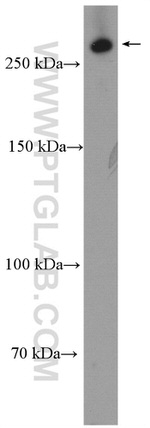 LRP2 Antibody in Western Blot (WB)