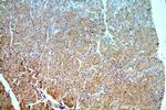 ND2 Antibody in Immunohistochemistry (Paraffin) (IHC (P))