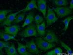 persephin Antibody in Immunocytochemistry (ICC/IF)