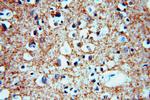 persephin Antibody in Immunohistochemistry (Paraffin) (IHC (P))