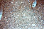 persephin Antibody in Immunohistochemistry (Paraffin) (IHC (P))