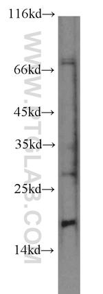 persephin Antibody in Western Blot (WB)