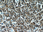 PTPRCAP / CD45AP Antibody in Immunohistochemistry (Paraffin) (IHC (P))