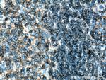 PTPRCAP / CD45AP Antibody in Immunohistochemistry (Paraffin) (IHC (P))
