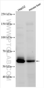 SNTB1 Antibody in Western Blot (WB)