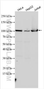 SPAG1 Antibody in Western Blot (WB)