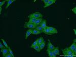 SPAG4 Antibody in Immunocytochemistry (ICC/IF)
