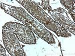 SPAG4 Antibody in Immunohistochemistry (Paraffin) (IHC (P))