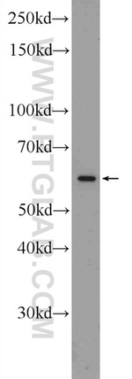 SPAG4 Antibody in Western Blot (WB)