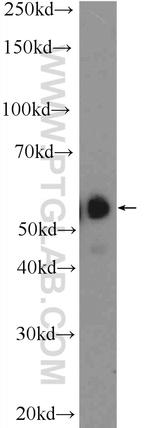 SPAG4 Antibody in Western Blot (WB)