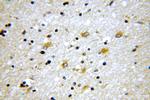 Tenascin-R Antibody in Immunohistochemistry (Paraffin) (IHC (P))