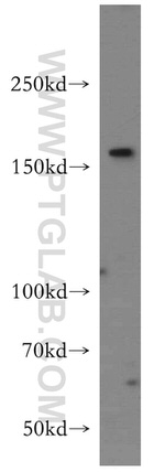 Tenascin-R Antibody in Western Blot (WB)