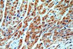 ST8SIA2 Antibody in Immunohistochemistry (Paraffin) (IHC (P))