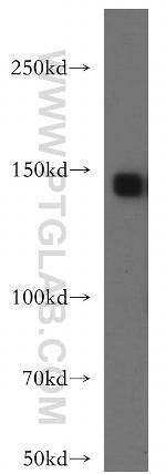 SYNGAP1 Antibody in Western Blot (WB)