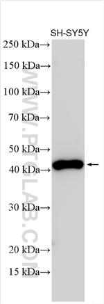 SYT7 Antibody in Western Blot (WB)