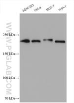 SLK Antibody in Western Blot (WB)
